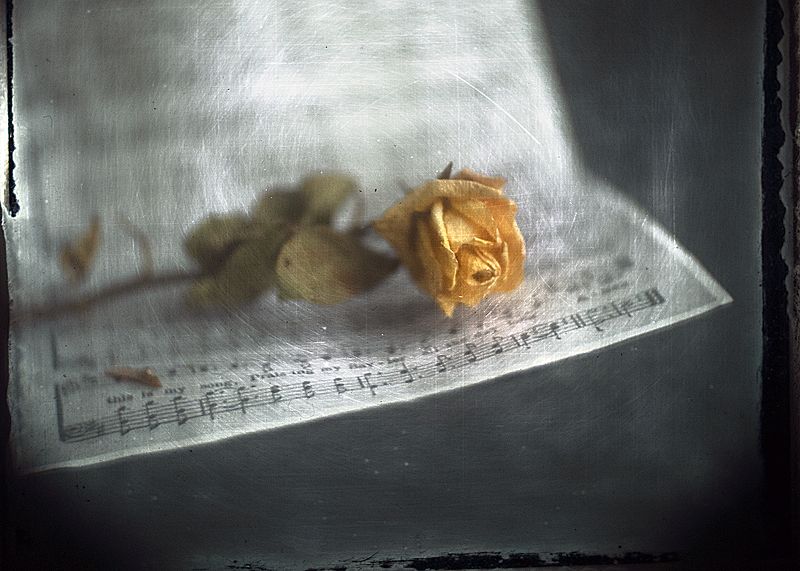 Ноктюрн светящихся роз...photo preview