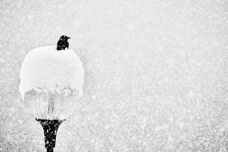 Black & White, winter, nature, lamp post, birds, snowfall, weather, mood, landscape, snow, harmoni, minimalism, Снегопадphoto preview