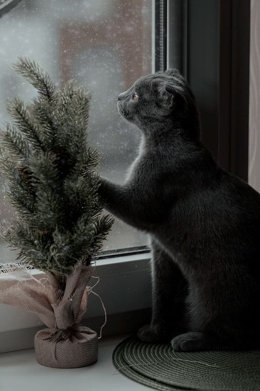 шотладская вислоухая, серая кошка Кошка смотрит в окноphoto preview