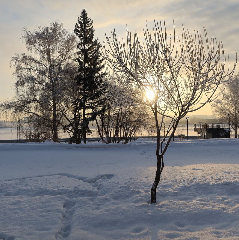 деревья,город,закат,новосибирск,зима,снег Вечереетphoto preview