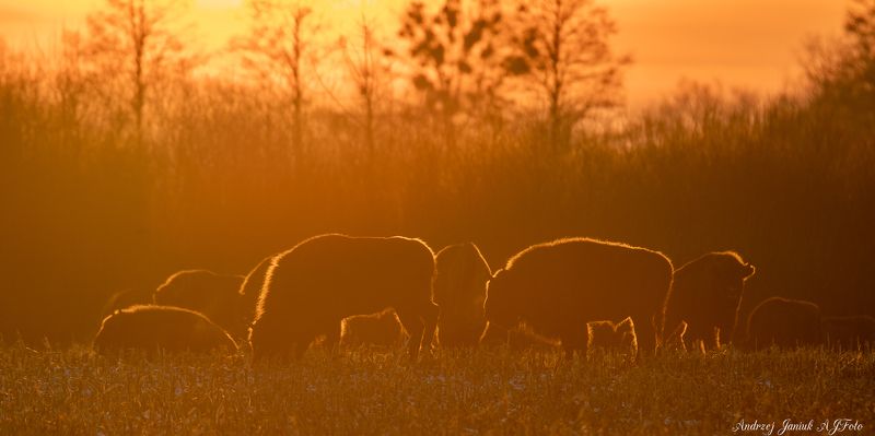 zachód słońca - żubry Puszczy Białowieskiej 