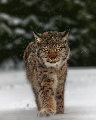 Meet the lynx