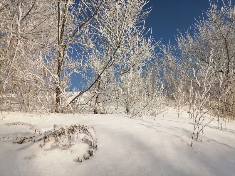 иней,январь,зима,сибирь,новосибирск Иней, снег и голубое небоphoto preview
