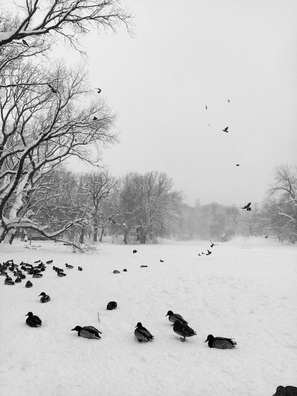 птицы, снег, природа, зима, зимний пейзаж, птицы зимой, утки на зимовке, утки. photo preview