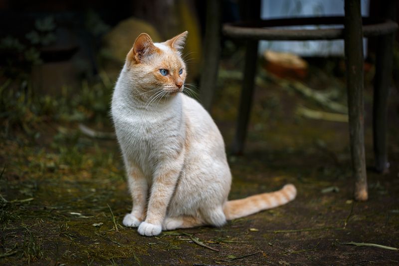 Бело-рыжий кот с голубыми глазами
