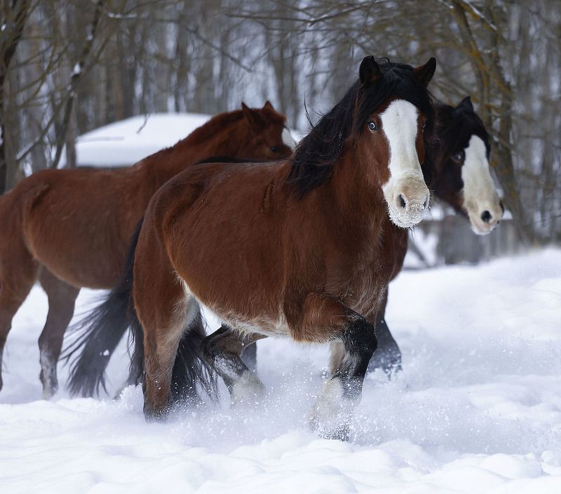 лошади, рыжие,кони, зима,природа, красота, horse, animal, beautiful, winter,nature Красавцыphoto preview