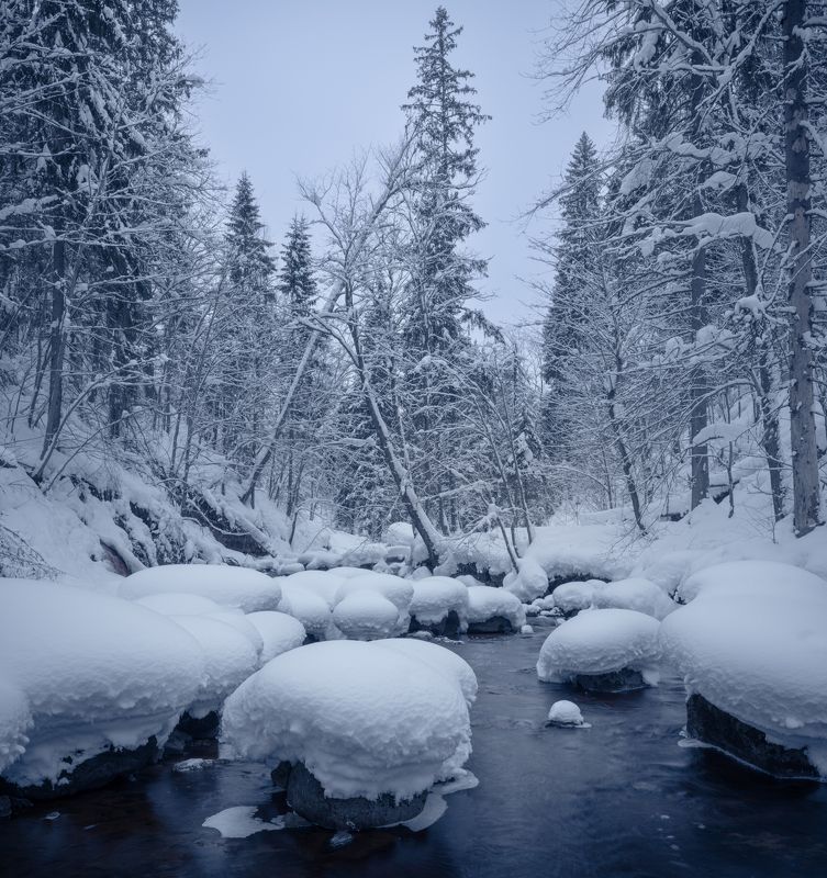 новгородская область, река, лес, сумерки, зима В лесных сумеркахphoto preview
