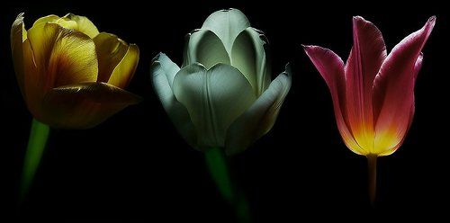 Tenebris Tulips ©