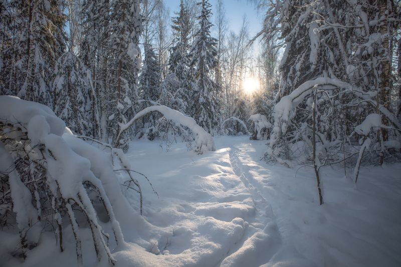 зима,лес,снег.солнце,свет зимний лесphoto preview