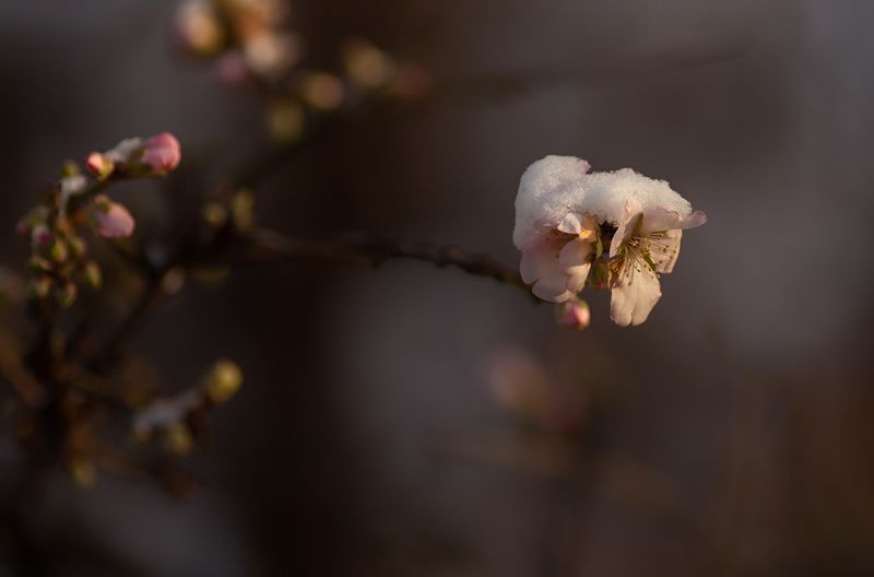 крым, севастополь, зима Январское цветениеphoto preview