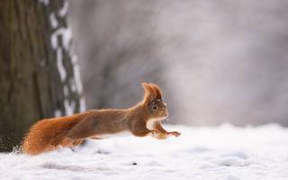 Squirrel