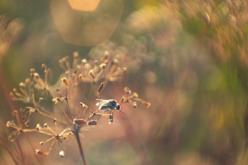 макро, насекомые, муха жужжало Одинокий жужжаphoto preview