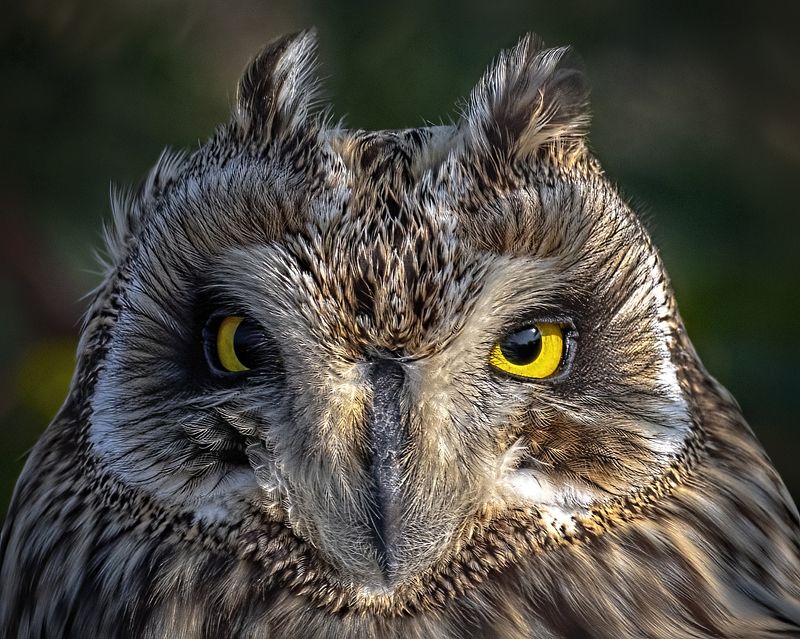 A Short-eared Owl