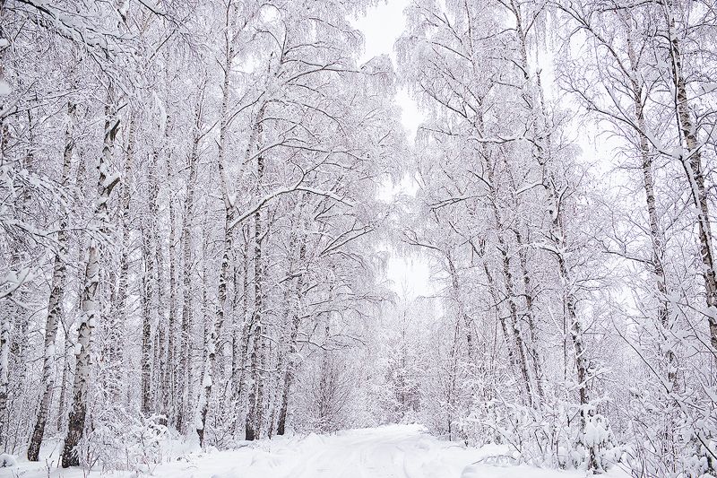 природа, зима, зимний лес, снег Природа под снегомphoto preview
