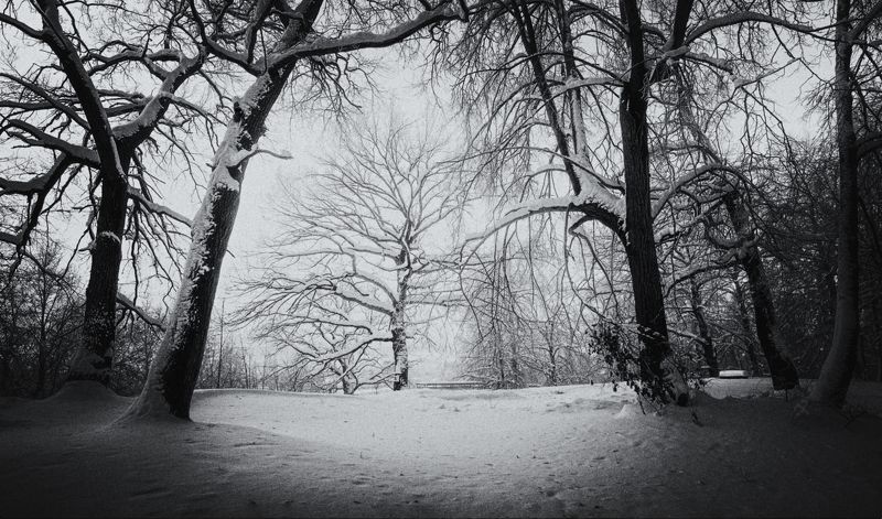 черно, белая, зима, деревья, театр Зима. Театр. Dedicated to Bobusphoto preview