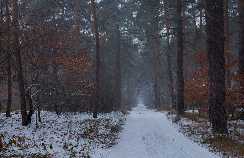 лес осень ноябрь снегопад Когда зима стучится в двери, ноябрьphoto preview