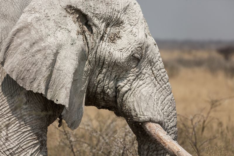 #africa #namibia #etosha #elephant #portrait #слон #намибия #африка #етоша #портрет photo preview