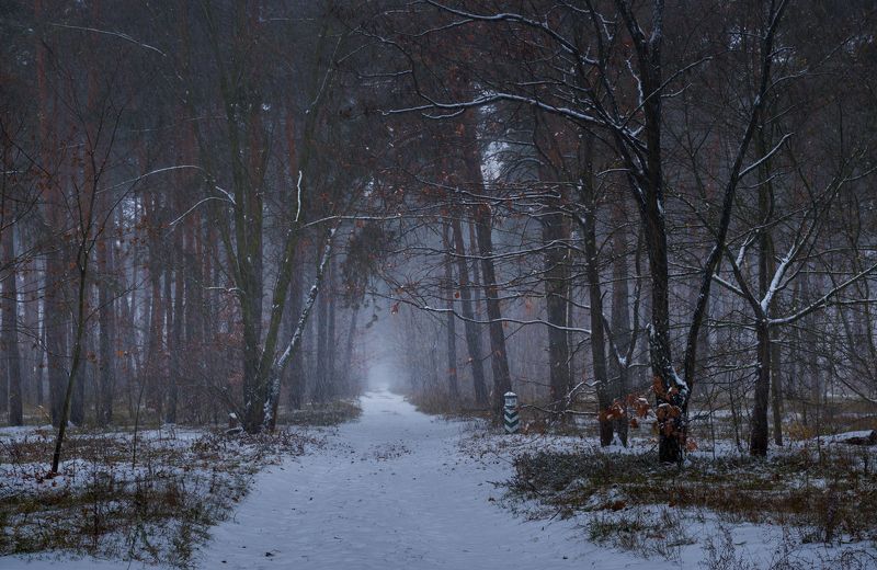 лес осень ноябрь туман сырость снегопад Холодная грустьphoto preview