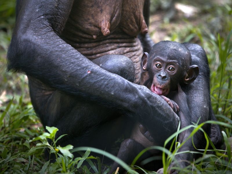 бонобо Наши предкиphoto preview