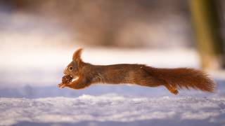 Squirrel in winter