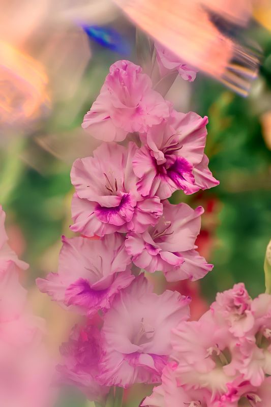 макро, macro, цветы, flowers, лето, summer, гладиолус, gladiolus Gladiolusphoto preview