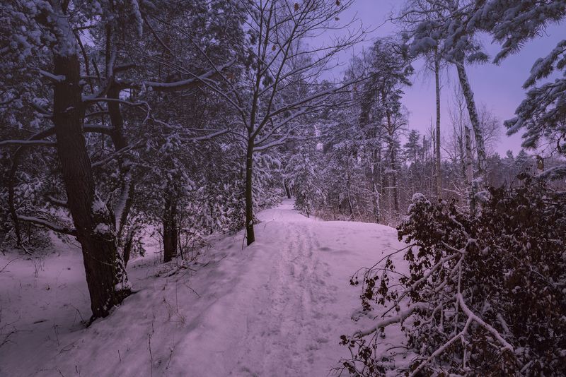 лес зима январь снег сосны Жемчужный закат январяphoto preview