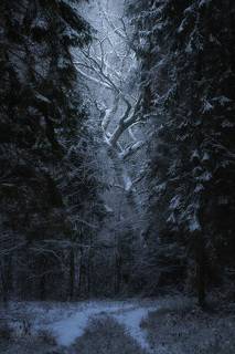 Winter woodlands