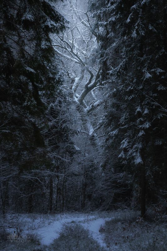 winter,forest,woods,woodland,snow,poland,polish Winter woodlandsphoto preview