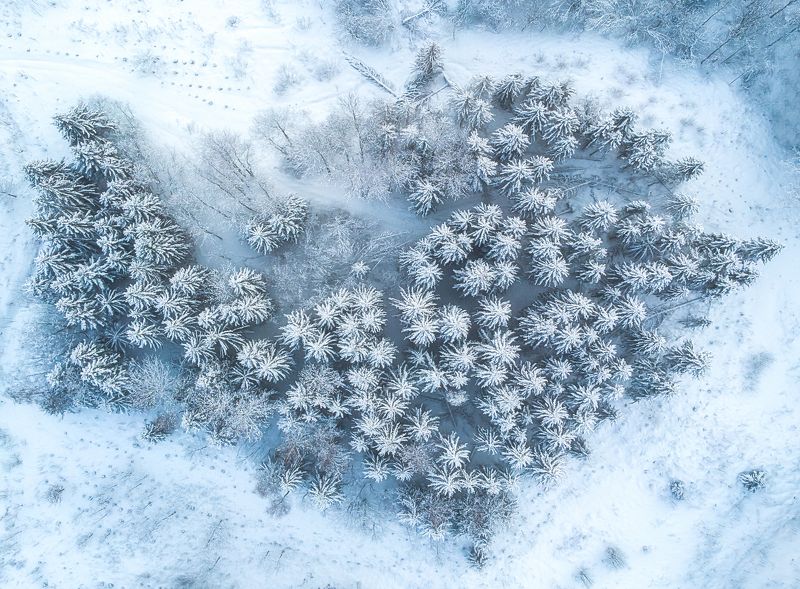 landscape,drone,winter,trees,nature,snow,traveling The Island of Frozen Treesphoto preview