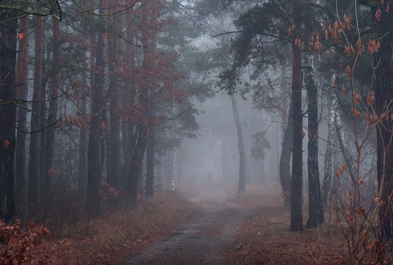 лес осень ноябрь туман сырость Ноябрьские туманы густые и холодныеphoto preview