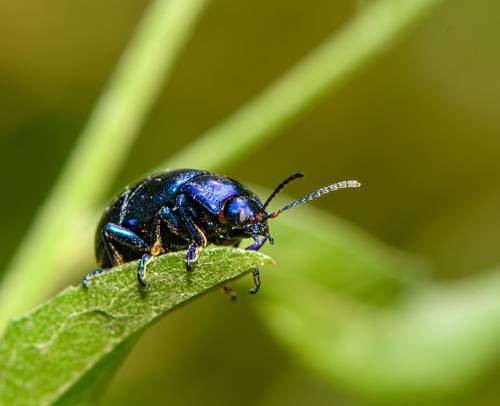 Cobalt milkweed beetle