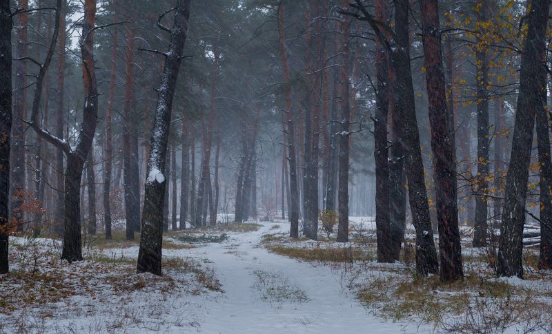лес, осень, ноябрь, снегопад А снег идёт, следы тихонько заметаетphoto preview