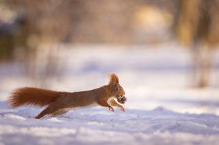 Squirrel in winter