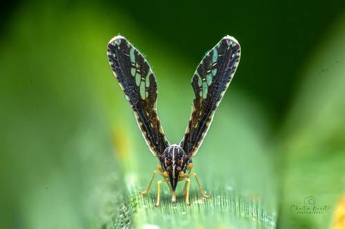 V hopper (Derbid Planthopper - Derbidae)