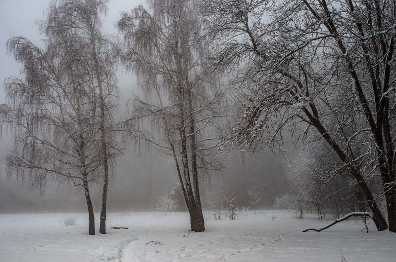 туман, зима, природа, березы Березы в туманеphoto preview
