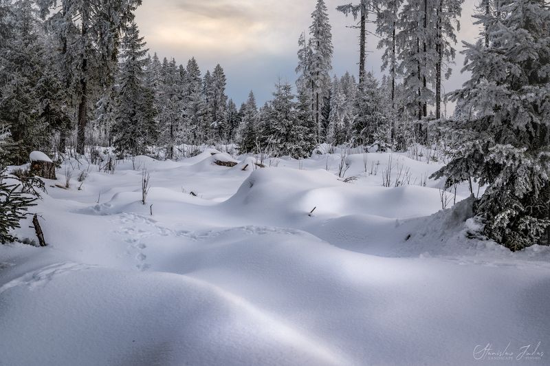 Winter, snow, freeze, forest, tree, sunset, Зима, снег, мороз, лес, дерево, закат,  Šumava, Czechphoto preview