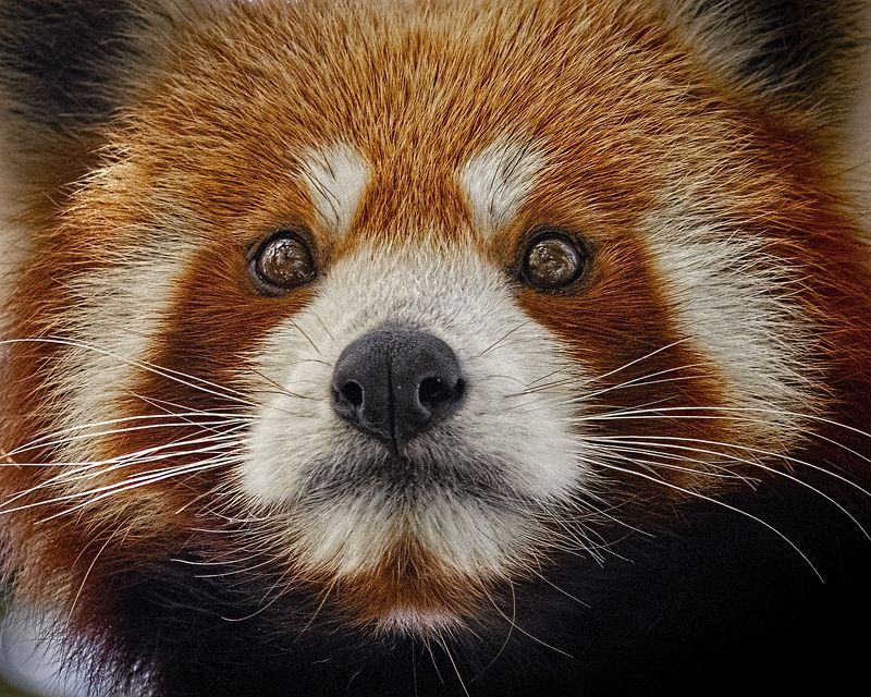 Panda local