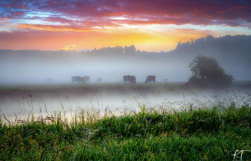 Sunrise with the herd