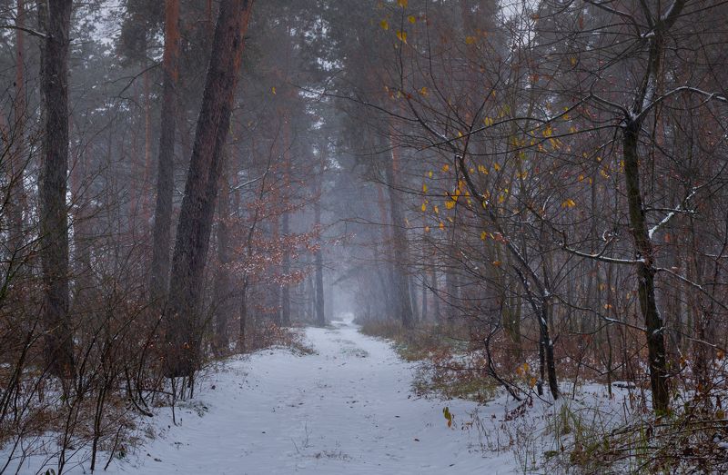 лес осень ноябрь туман сырость снегопад Мрачнеет голый лес, пустеет... Все непригляднее ноябрьphoto preview
