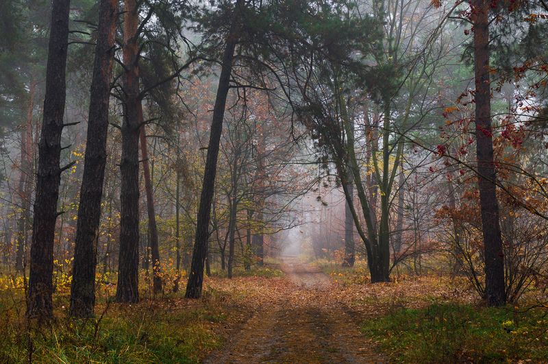 лес осень ноябрь туман сырость Так быстро меняется лес (разница съемки 4 дня)photo preview