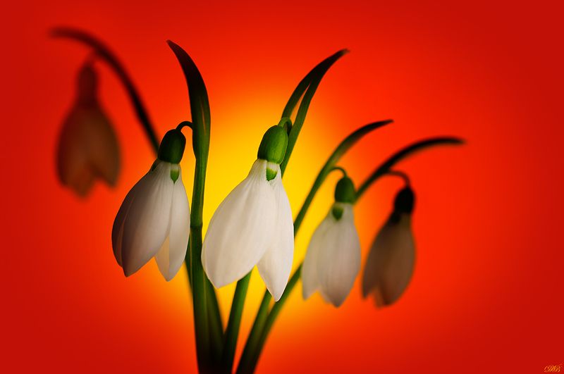 close-up, color, colors, color image, flower, green, macro, nature, photography, red, snowdrop, spring, sunset, white, yellow, Sunsetphoto preview
