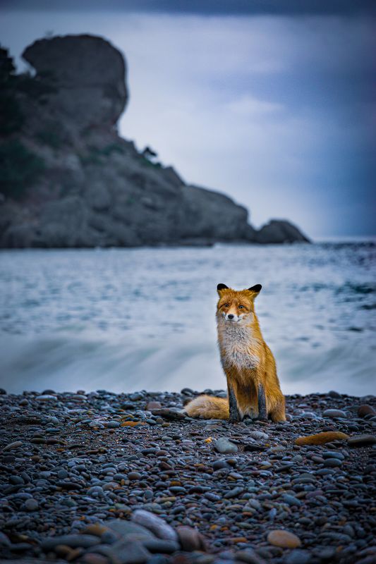 Рыжий лис на берегу Черного моряphoto preview