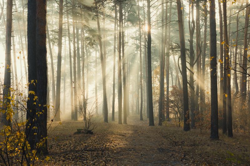 лес осень октябрь туман свет лучи рассвет Когда свет победилphoto preview
