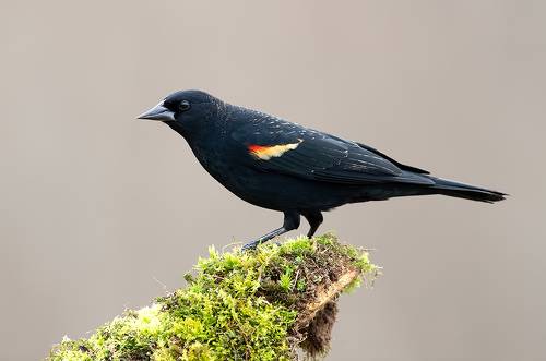 Red-winged Blackbird  - Красноплечий чёрный трупиал