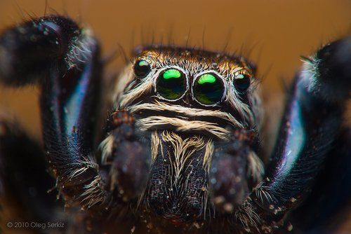Портрет живого паука Evarcha arcuata