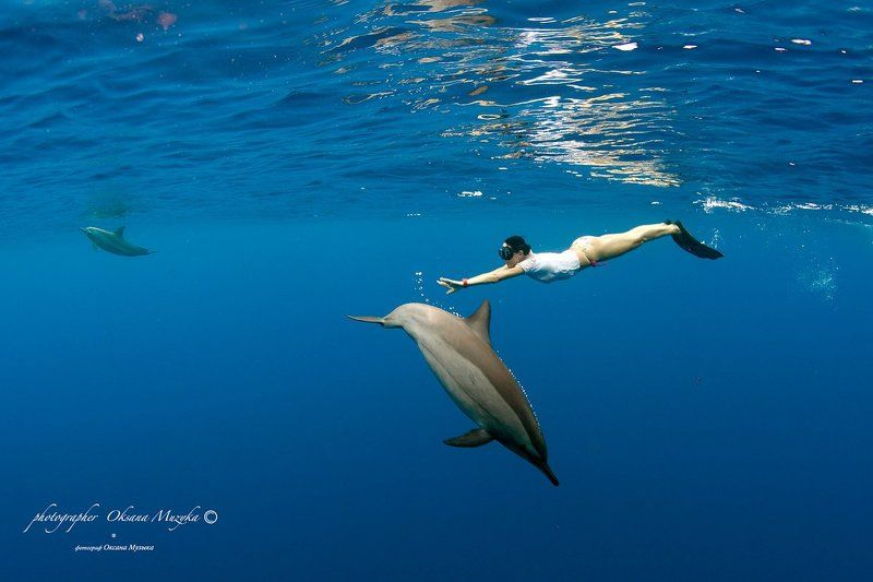 Вода, Дайвинг, Дельфин, Красное море, Русалка Дельфины и русалкаphoto preview