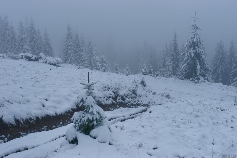 пейзаж, лес, туман, холод, ели, снег, Карпаты, горы, mountains, Carpathians, cold, haze, mist, pine, trees, forest, landscape В холодном тумане ..photo preview