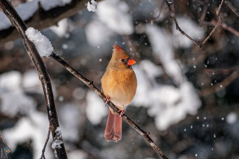 Female Northern Cardinalphoto preview