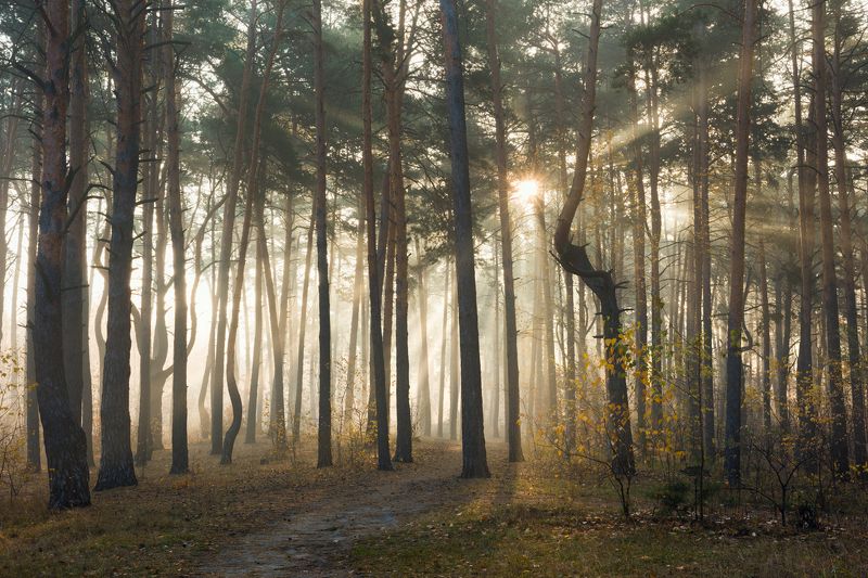 лес осень октябрь туман свет лучи рассвет Когда на душе светлоphoto preview