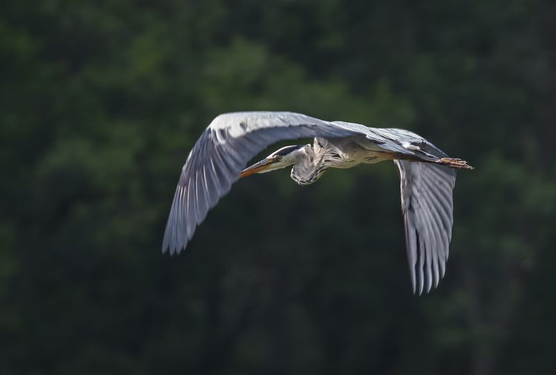 Крылья воробья. Из под крыла которых. Из под крыла которых. Из под крыла которых. Крылатая девушка арт.